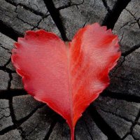 Magdolna Helderman (@bolond68) 's Twitter Profile Photo