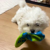 しっぽブンブン丸 (@shippo_vunvun) 's Twitter Profile