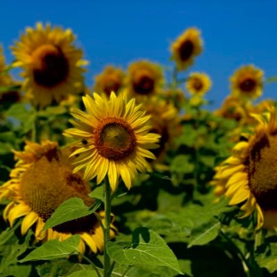 JulieBouvi75762's profile picture. 