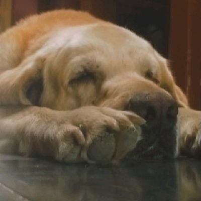 LJavoor77945's profile picture. 