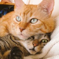 おてち (@chachamaru34) Twitter profile photo