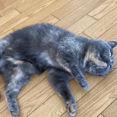 azusaanko's profile picture. 