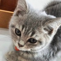 น้องกี้คอลเสียว (@sneakyrexh) 's Twitter Profile