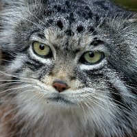 Félin Murr (@matzehagedorn) 's Twitter Profile
