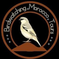 Birdwatching Morocco Tours🦉 (@birdsmorocco) 's Twitter Profile Photo
