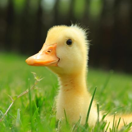 Sindhupottachi_'s profile picture. Bisissy, unmarried, cuckold fantasy avsaari mavan.  Bull's soothu nakkum naai naan