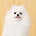 ポメラニアンのえま🐶🍼🤍 (@emmapom918) Twitter profile photo ポメラニアンのえま🐶🍼🤍 (@emmapom918) Twitter profile photo