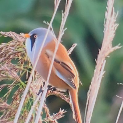 alankevans0563's profile picture. Keen Staffs birdwatcher, Wolves fan, keen runner. Cycling, Real ale drinker.