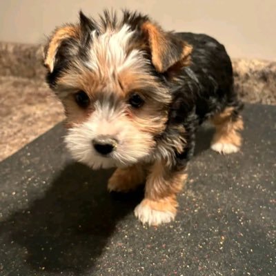 MelissaJoh4432's profile picture. All I want is a good business relationship and to make sure my babies gets to a good home