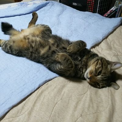 模活を再開しました。モンハンの為にPCを組んでいたんですが、モンハン自体をしなくなり落ち着いてきたので。ゼンゼロ、ブルアカ、モンハンをメインにウマ娘、モンストもちょいちょいやってます。
いいねしてくれる人は基本フォローしてます。コミュ障故、失礼かもだけど無言フォロー、許して…。