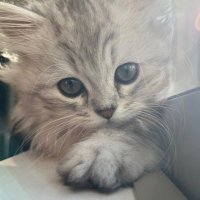 あしゅりー@リトリン必読 (@ashley_pow27) 's Twitter Profile Photo あしゅりー@リトリン必読 (@ashley_pow27) 's Twitter Profile Photo