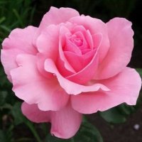 Sunita Kumari Singh (@sunitakumarisi6) 's Twitter Profile Photo Sunita Kumari Singh (@sunitakumarisi6) 's Twitter Profile Photo