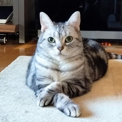 koni_koni5240's profile picture. 富山のおジャファミ。心も体も健やかにマイペースに推し活しています。人生LV55内おジャ活LV5(内ライブ参戦LV20)。愛猫メイ7歳