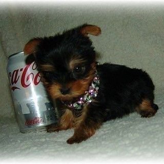 @dietcoke_haver