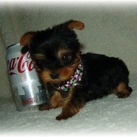 sarson ka song (@dietcoke_haver) 's Twitter Profile Photo sarson ka song (@dietcoke_haver) 's Twitter Profile Photo