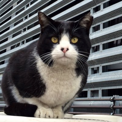 俳句ポスト365・俳句生活・某結社同人・俳人協会会員・「noi」誌友。通勤で作句、休日は洗濯↔︎フットサル。生物全般、特に猫・鳥・海系すき。 「道路を歩いてるイモムシを草むらに戻す会」会員。 ※無言フォローをお許しください