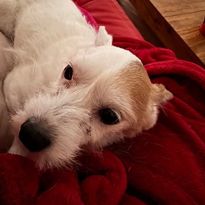 GranlabS's profile picture. 