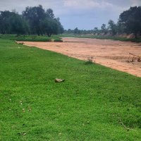 MaNdlela_Mathuthu (@lionessofafrika) 's Twitter Profile Photo