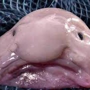 MassiveBlob's profile picture. living in a blob world