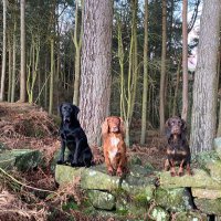 The Greedy Bikers (@thegreedybikers) Twitter profile photo
