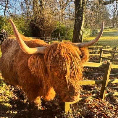 k_asinus's profile picture. Believe in Destiny🍀🍁🌹⛷️