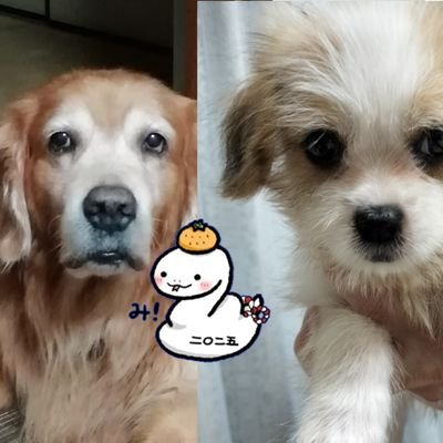 くしょうP🌸∞さんのプロフィール画像