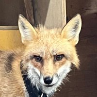CryptoFOX (@cryptofox2025) 's Twitter Profile