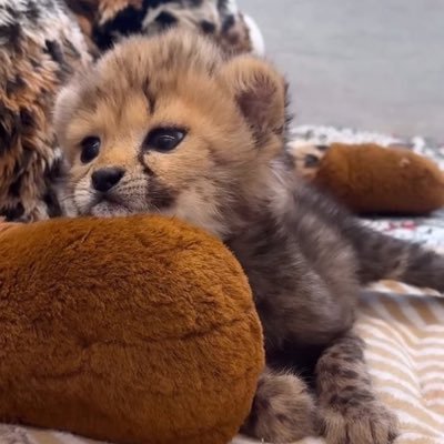 SP_Rabbit12's profile picture. fan account 💚NCTชอบมาร์คลี🐯 ☺️ #รีวิวSP_Rabbit