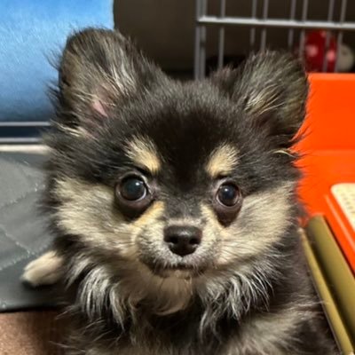 ポテトです。飼い主の不手際により書類上の名前はポチ。2024年5月生まれ。ポメチワ♂。飼い主の鼻穴を舐める会会員No,00053。無言フォロー失礼します。無言フォロー歓迎。よろしくお願いします。