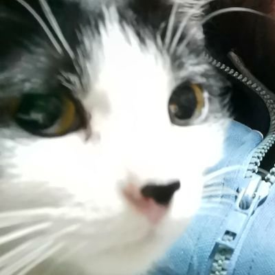 Tengo un canal en YT. ¿Que verás allí? Pues a una tortuga marihuana y un poco más...
https://t.co/3rnsGioGFn…