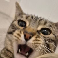 tiedforsilver (@tiedforsilver) 's Twitter Profile