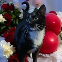 Juliet & her Angel Romeo🪽 (@thelovelyromeo1) 's Twitter Profile Photo Juliet & her Angel Romeo🪽 (@thelovelyromeo1) 's Twitter Profile Photo