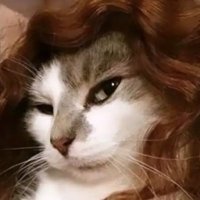 MiawFyuchee (@ethantorris) 's Twitter Profile