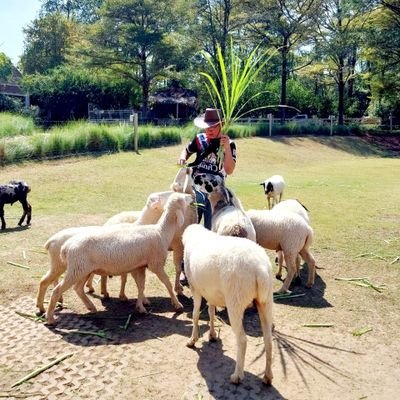 thaipul's profile picture. Variegated plant