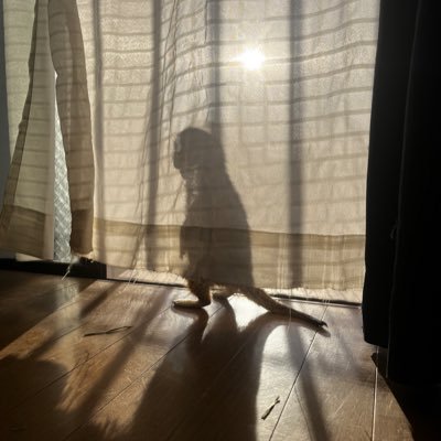 aroe_aroensis's profile picture. Cervelo S2 TOYOTA86 ZN6 何も飼ってません