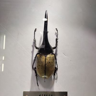 LZH303's profile picture. 