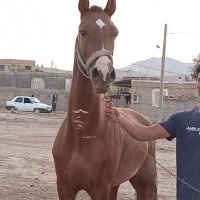 Hasanhay (@hasanha6699) 's Twitter Profile