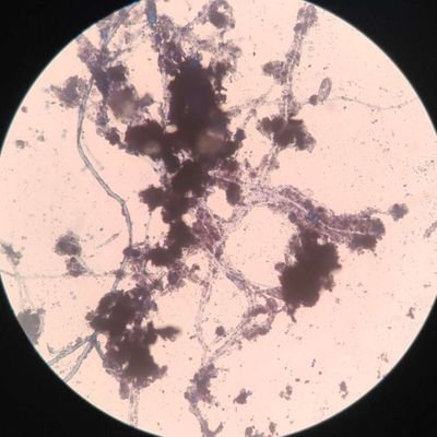 sculvus's profile picture. eccedentesiast