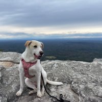 Seth Jacoby (@adventureopenny) 's Twitter Profile