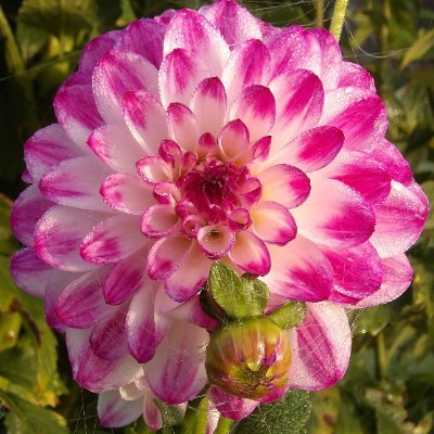 SintesRichard's profile picture. 