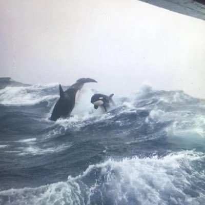 cryptoanjin's profile picture. Front running the future // @Theta_Network @avicimoney @aster_DEX @opentensor τ