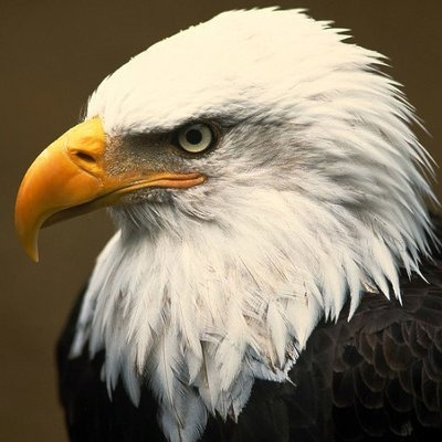 aguila_calva225's profile picture. 