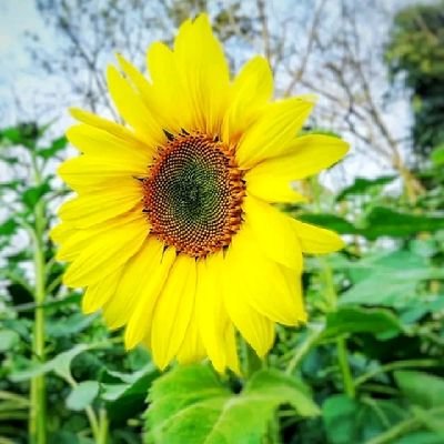 TanmoyRoy175434's profile picture. Hi,I am Digital Marketer!
I will be your business growth partner