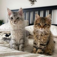 Mainecoon kittens (@mainecoon_adopt) 's Twitter Profile