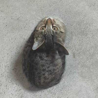 喵了个咪