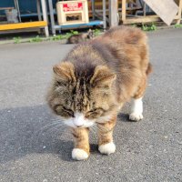 ゆい (@yui_1_1_) Twitter profile photo