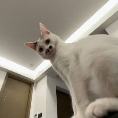 chan52290's profile picture. 