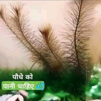 4 Legs (@nanakwaaasi) 's Twitter Profile Photo 4 Legs (@nanakwaaasi) 's Twitter Profile Photo