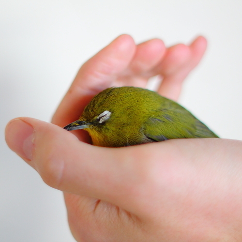 めじろおじさん