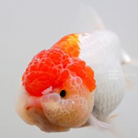 Goldfish (@goldfish9996482) 's Twitter Profile Photo Goldfish (@goldfish9996482) 's Twitter Profile Photo